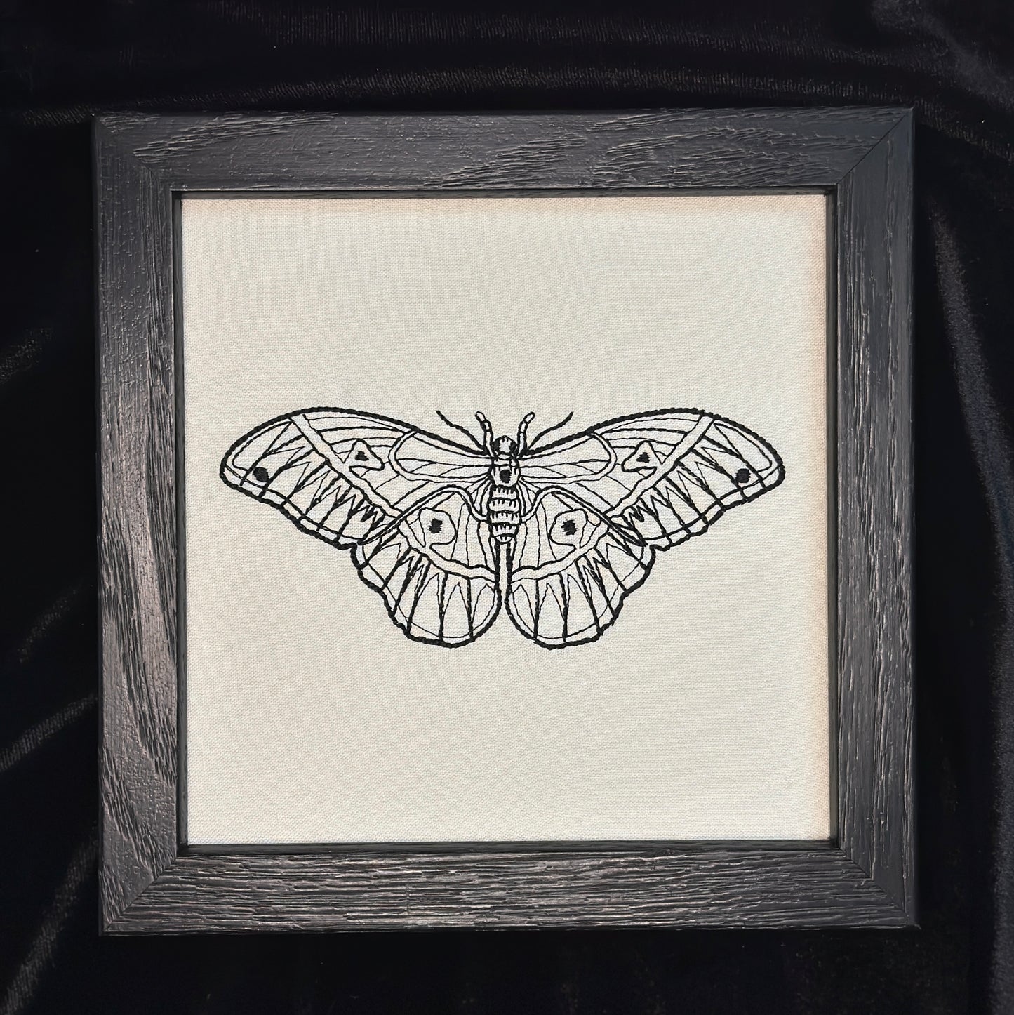 Detailed Moth | 6x6in