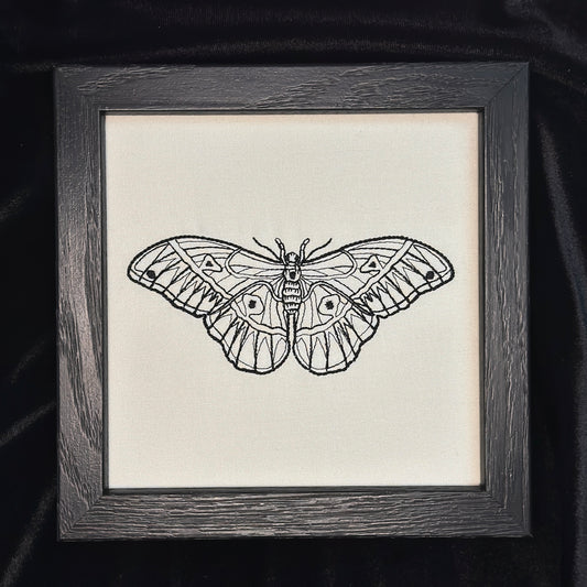 Detailed Moth | 6x6in