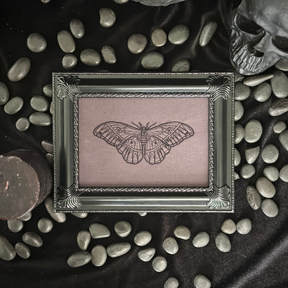 Detailed Moth | Decorative Frame